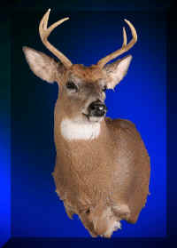 Deer5 (Large).jpg (51317 bytes)
