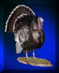 Turkey2 (Large).JPG (60889 bytes)
