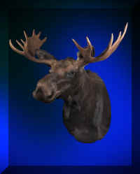 moose (Large).jpg (32975 bytes)